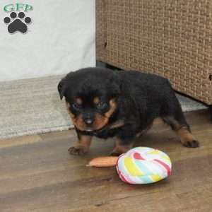 Hadley, Rottweiler Puppy